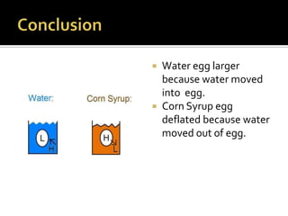  Water egg larger
  because water moved
  into egg.
 Corn Syrup egg
  deflated because water
  moved out of egg.
 