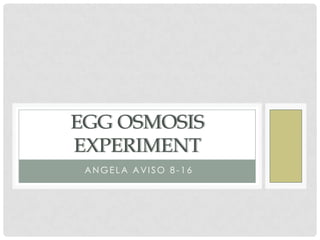 EGG OSMOSIS
EXPERIMENT
 ANGELA AVISO 8 -16
 