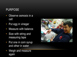 • Observe osmosis in a
cell
• Put egg in vinegar
• Measure with balance
• Size with string and
measuring tape
• Put one in corn syrup
and other in water
• Weigh and measure
again
PURPOSE
 