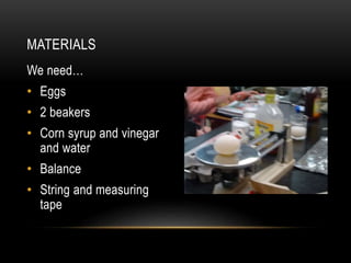 We need…
• Eggs
• 2 beakers
• Corn syrup and vinegar
and water
• Balance
• String and measuring
tape
MATERIALS
 