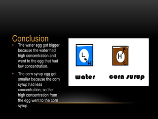Conclusion
• The water egg got bigger
because the water had
high concentration and
went to the egg that had
low concentration.
• The corn syrup egg got
smaller because the corn
syrup had less
concentration, so the
high concentration from
the egg went to the corn
syrup.
 