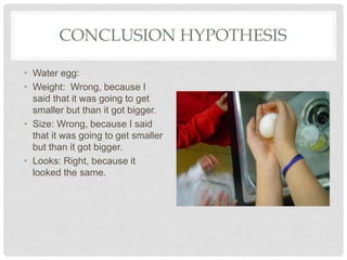 CONCLUSION HYPOTHESIS
• Water egg:
• Weight: Wrong, because I
said that it was going to get
smaller but than it got bigger.
• Size: Wrong, because I said
that it was going to get smaller
but than it got bigger.
• Looks: Right, because it
looked the same.
 