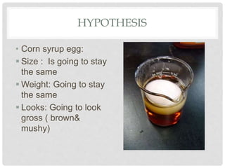 HYPOTHESIS
• Corn syrup egg:
 Size : Is going to stay
the same
 Weight: Going to stay
the same
 Looks: Going to look
gross ( brown&
mushy)
 