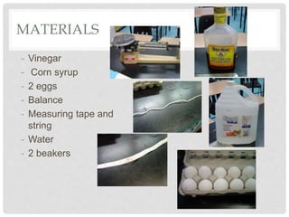 MATERIALS
- Vinegar
- Corn syrup
- 2 eggs
- Balance
- Measuring tape and
string
- Water
- 2 beakers
 