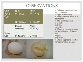 OBSERVATIONS
Corn
Syrup
Egg
Before:
W- 64.9g
S- 16.0 cm
After:
W- 35.3g
S- 13.0cm
Water
Egg
Before:
W- 64.8g
S- 16.5cm
After:
W- 83.3g
S- 18cm
• 1) Bubbles coming off the
top of the egg.
2) Eggs are floating.
3) After 48 hours there is a
lot of foam.
4) The skim is gone :
-it is soft
-jelly like
-squishy.
5) After the corn syrup egg
sat for 48 hours ( 2 days):
-soft
-soggy
-brownish
6) Water egg looks short a
transparent and bigger.
 