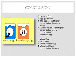 CONCLUSION
Corn Syrup Egg:
 Egg got smaller.
 The egg got had higher
concentration than corn
syrup.
 Water moved ( from higher
concentration to low
concentration)
 Water left egg
Water Egg:
 Got bigger.
 Water entered egg.
 Water had higher
concentration than egg.
 