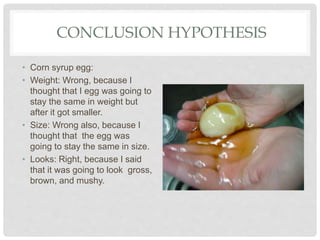 CONCLUSION HYPOTHESIS
• Corn syrup egg:
• Weight: Wrong, because I
thought that I egg was going to
stay the same in weight but
after it got smaller.
• Size: Wrong also, because I
thought that the egg was
going to stay the same in size.
• Looks: Right, because I said
that it was going to look gross,
brown, and mushy.
 