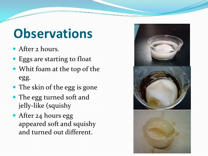 Egg osmosis experiment