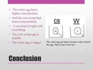 Conclusion
• The water egg had a
higher concentration.
• And the corn syrup had
lower concentration
• I was kind of right with
everything.
• The corn syrup egg is
smaller
• The water egg is bigger The water egg got larger because water entered
the egg. Thus is due to the fact
 