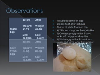 Before    After        1) Bubbles come off egg
                               2) Eggs float after 48 hours
        Weight:   Weight:      3) A lot of white foam on top
Water   64.9g     35.5g
                               4) 24 hours skin gone, feels jelly-like
Egg
                               5) Corn syrup egg sat for 2 days
        Size:     Size:         looks soft, soggy, and squishy
        16.0cm    13.0cm
                               6) Water egg sat for 2 days looks
        Before    After         larger and some what transparent

Corn    Weight:   Weight:
Syrup   64.8g     83.3g
Egg
        Size:     Size:
        16.5cm    18.0cm
 
