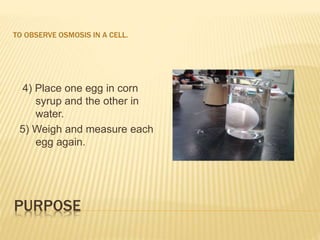PURPOSE
TO OBSERVE OSMOSIS IN A CELL.
4) Place one egg in corn
syrup and the other in
water.
5) Weigh and measure each
egg again.