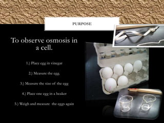 PURPOSE



To observe osmosis in
       a cell.
        1.) Place egg in vinegar

         2.) Measure the egg.

    3.) Measure the size of the egg

     4.) Place one egg in a beaker

 5.) Weigh and measure the eggs again
 