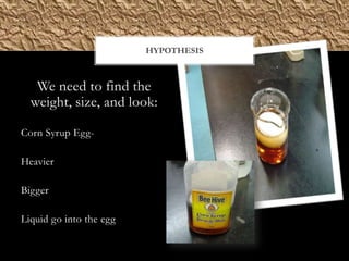 HYPOTHESIS



   We need to find the
  weight, size, and look:

Corn Syrup Egg-

Heavier

Bigger

Liquid go into the egg
 