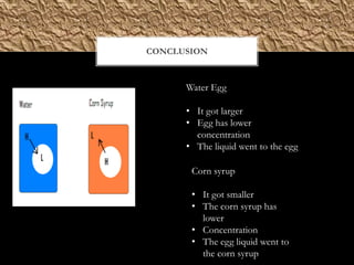 CONCLUSION



      Water Egg

      • It got larger
      • Egg has lower
        concentration
      • The liquid went to the egg

       Corn syrup

       • It got smaller
       • The corn syrup has
         lower
       • Concentration
       • The egg liquid went to
         the corn syrup
 