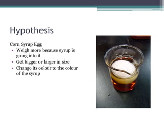 Hypothesis
Corn Syrup Egg
• Weigh more because syrup is
going into it
• Get bigger or larger in size
• Change its colour to the colour
of the syrup
 