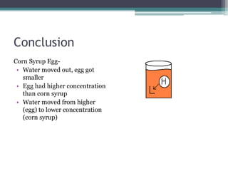 Conclusion
Corn Syrup Egg-
• Water moved out, egg got
smaller
• Egg had higher concentration
than corn syrup
• Water moved from higher
(egg) to lower concentration
(corn syrup)
 