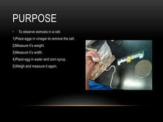 • To observe osmosis in a cell.
1)Place eggs in vinegar to remove the cell.
2)Measure it’s weight.
3)Measure it’s width.
4)Place egg in water and corn syrup.
5)Weigh and measure it again.
PURPOSE
 