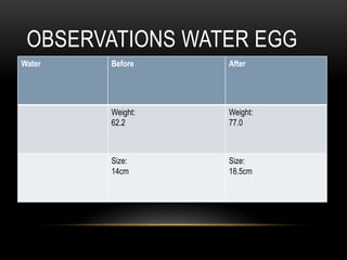 Water Before After
Weight:
62.2
Weight:
77.0
Size:
14cm
Size:
18.5cm
OBSERVATIONS WATER EGG
 
