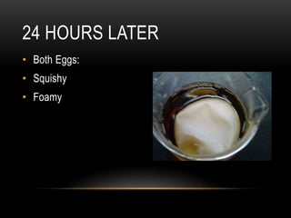 • Both Eggs:
• Squishy
• Foamy
24 HOURS LATER
 