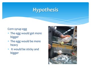 Hypothesis


Corn syrup egg
  The egg would get more
  bigger
  The egg would be more
  heavy
  It would be sticky and
  bigger
 