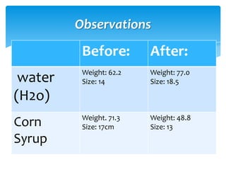 Observations
          Before:        After:
          Weight: 62.2   Weight: 77.0
 water    Size: 14       Size: 18.5

(H2o)
          Weight. 71.3   Weight: 48.8
Corn      Size: 17cm     Size: 13
Syrup
 