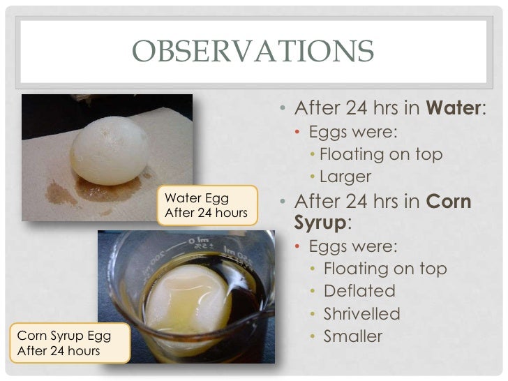angela816 Egg Osmosis Experiment