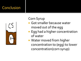Conclusion

             Corn Syrup
              Got smaller because water
               moved out of the egg
              Egg had a higher concentration
               of water
              Water moved from higher
               concentration to (egg) to lower
               concentration(corn syrup)
 