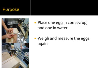 Purpose

             Place one egg in corn syrup,
              and one in water

             Weigh and measure the eggs
              again
 