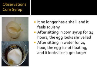 Observations
Corn Syrup

                  It no longer has a shell, and it
                   feels squishy
                  After sitting in corn syrup for 24
                   hours, the egg looks shrivelled
                  After sitting in water for 24
                   hour, the egg is not floating,
                   and it looks like it got larger
 