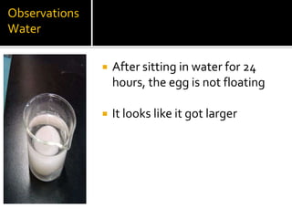 Observations
Water

                  After sitting in water for 24
                   hours, the egg is not floating

                  It looks like it got larger
 