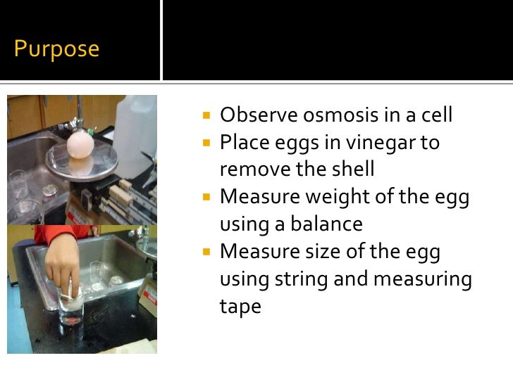 Egg osmosis experiment