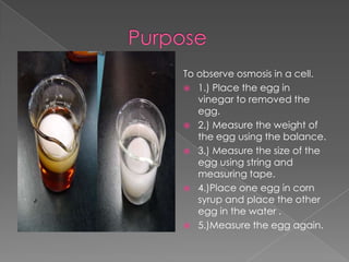 To observe osmosis in a cell.
 1.) Place the egg in
   vinegar to removed the
   egg.
 2.) Measure the weight of
   the egg using the balance.
 3.) Measure the size of the
   egg using string and
   measuring tape.
 4.)Place one egg in corn
   syrup and place the other
   egg in the water .
 5.)Measure the egg again.
 