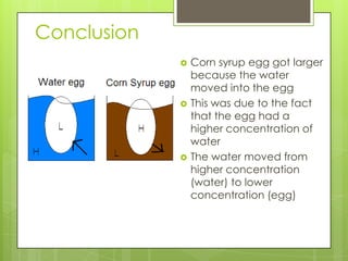 Conclusion
                Corn syrup egg got larger
                 because the water
                 moved into the egg
                This was due to the fact
                 that the egg had a
                 higher concentration of
                 water
                The water moved from
                 higher concentration
                 (water) to lower
                 concentration (egg)
 