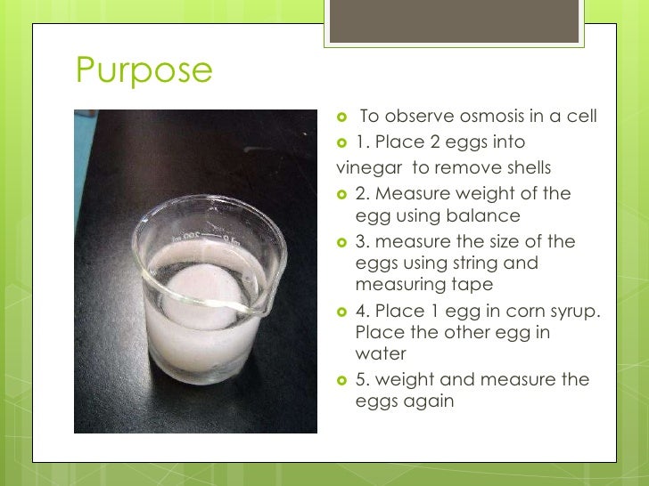 Egg osmosis experiment Jenny 816