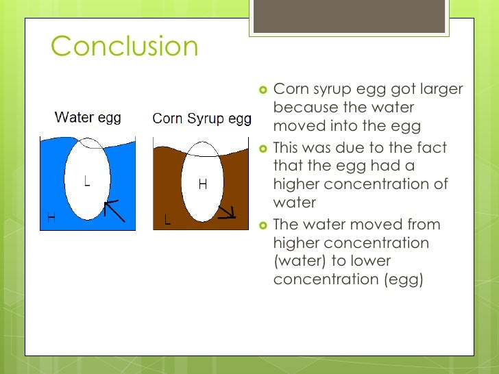 Egg osmosis experiment Jenny 816