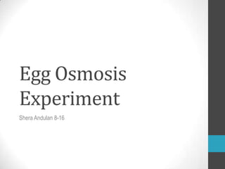Egg Osmosis
Experiment
Shera Andulan 8-16
 