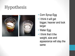 Hypothesis
             • Corn Syrup Egg
             • I think it will get
               bigger, heavier and look
               larger
             • Water Egg
             • I think that it the
               weight, size and
               appearance will stay the
               same
 