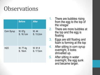 Observations
                                     1.   There are bubbles rising
             Before      After            from the egg to the top of
                                          the vinegar
                                     2.   There are more bubbles at
Corn Syrup   W. 67g      W. 44
                                          the top and the egg is
             S. 16.1cm   S. 13.2cm
                                          floating
                                     3.   Eggs are still floating and
                                          foam is forming at the top
H2O          W. 77.4g    W. 91.9     4.   After sitting in corn syrup
             S. 16cm     S. 17.5cm        overnight, it looks
                                          shrivelled up.
                                     5.   After sitting in water
                                          overnight, the egg sunk
                                          and became larger.
 