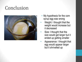 Conclusion
              • My hypothesis for the corn
                syrup egg was wrong
             • Weight: I thought that the
                 weight would increase but
                 it decreased
             • Size: I thought that the
                 size would get larger but it
                 ended up getting smaller
             • Appearance: I thought that
                 egg would appear larger
                 but it shrivelled up
 