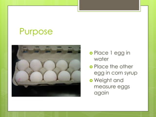 Purpose

           Place   1 egg in
            water
           Place the other
            egg in corn syrup
           Weight and
            measure eggs
            again
 