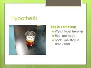 Hypothesis
             Egg in corn syrup
              Weight-get   heavier
              Size- get larger
              Look Like- stay in
               one piece
 