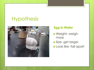 Hypothesis
             Egg in Water

              Weight-   weigh
               more
              Size- get larger
              Look like- fall apart
 