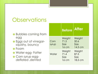Observations
                                   Before After
   Bubbles coming from
    egg                            Weight   Weight
   Eggs out of vinegar-   Corn    71.5     50.6
    squishy, bouncy        syrup   Size     Size
                                   16 cm    14.5 cm
   Foam
                                   Weight   Weight
   Water egg- Fatter      Water   71.4     87.5
   Corn syrup egg-                Size     Size
    deflated ,dented               16 cm    18.5 cm
 