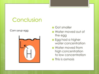 Conclusion
                    Got smaller
Corn syrup egg
                    Water moved out of
                     the egg
                    Egg had a higher
                     water concentration
                    Water moved from
                     high concentration
                     to low concentration
                    This is osmosis
 
