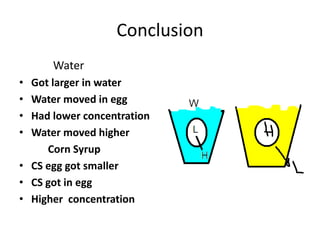 Conclusion
      Water
• Got larger in water
• Water moved in egg
• Had lower concentration
• Water moved higher
     Corn Syrup
• CS egg got smaller
• CS got in egg
• Higher concentration
 