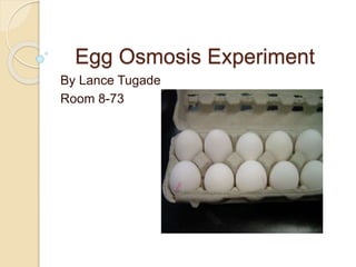 Egg Osmosis Experiment
By Lance Tugade
Room 8-73
 