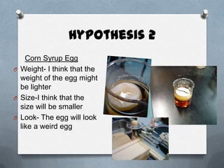 Hypothesis 2
    Corn Syrup Egg
O Weight- I think that the
  weight of the egg might
  be lighter
O Size-I think that the
  size will be smaller
O Look- The egg will look
  like a weird egg
 