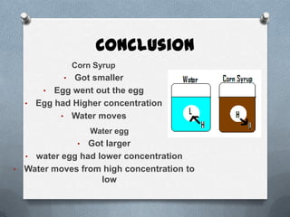 Conclusion
               Corn Syrup
           •Got smaller
     • Egg went out the egg
  • Egg had Higher concentration
         • Water moves
                    Water egg
                •
                Got larger
  • water egg had lower concentration
• Water moves from high concentration to
                   low
 