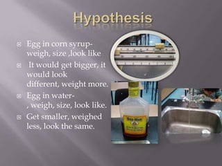    Egg in corn syrup-
    weigh, size ,look like
    It would get bigger, it
    would look
    different, weight more.
   Egg in water-
    , weigh, size, look like.
   Get smaller, weighed
    less, look the same.
 
