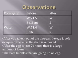 Corn syrup        Before            after
                   W:71.5            W
                   S :16cm           S
 Water             W:71.4            W
                   S:16              S
•After you take it out of the vinegar, the egg is soft
or squashy because the shell is removed
•After the egg sat for 24 hours their is a large
amount of foam
•Their are bubbles that are going up on egg.
 